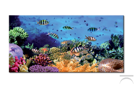 Quadro con immagine della vita e i colori del fondale marino 
