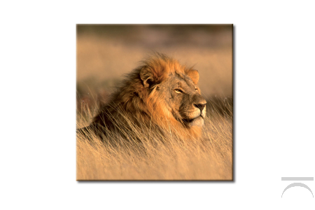 Quadro con animali selvatici The Lion