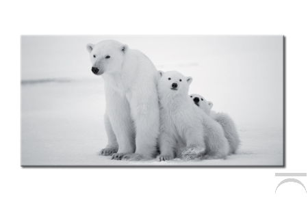 Quadro con immagine digitale, famiglia di orsi polari 